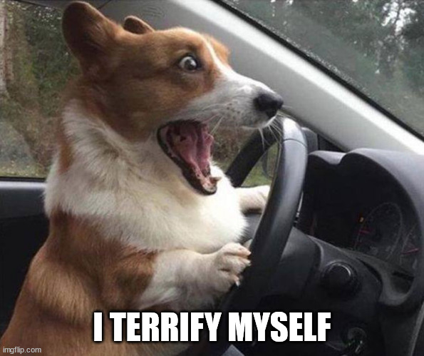 dog driving | I TERRIFY MYSELF | image tagged in dog driving | made w/ Imgflip meme maker