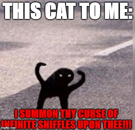 *sniff* yes | THIS CAT TO ME:; I SUMMON THY CURSE OF INFINITE SNIFFLES UPON THEE!!! | image tagged in cursed cat | made w/ Imgflip meme maker