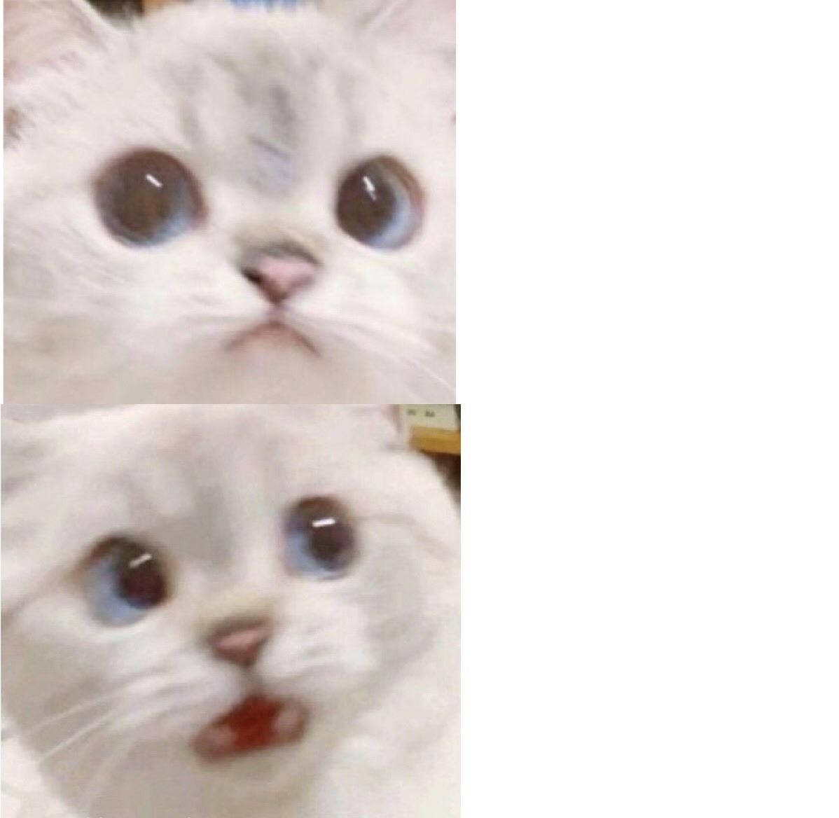 High Quality suprised cat Blank Meme Template