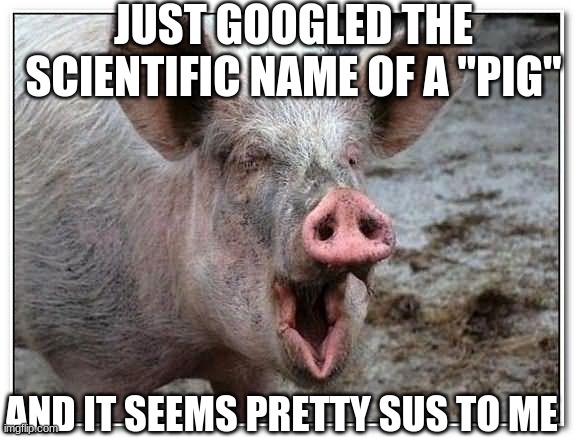 woooow | JUST GOOGLED THE SCIENTIFIC NAME OF A "PIG"; AND IT SEEMS PRETTY SUS TO ME | image tagged in pig | made w/ Imgflip meme maker