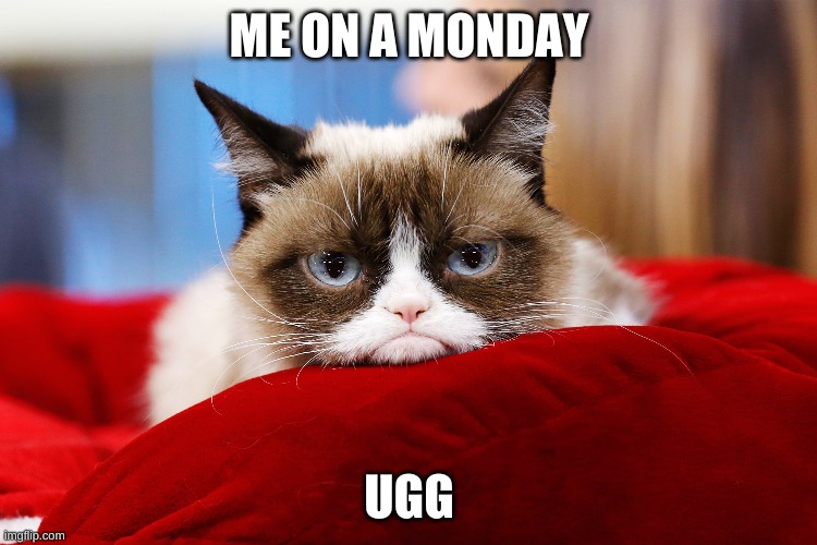 Mondays | ME ON A MONDAY; UGG | image tagged in cats | made w/ Imgflip meme maker
