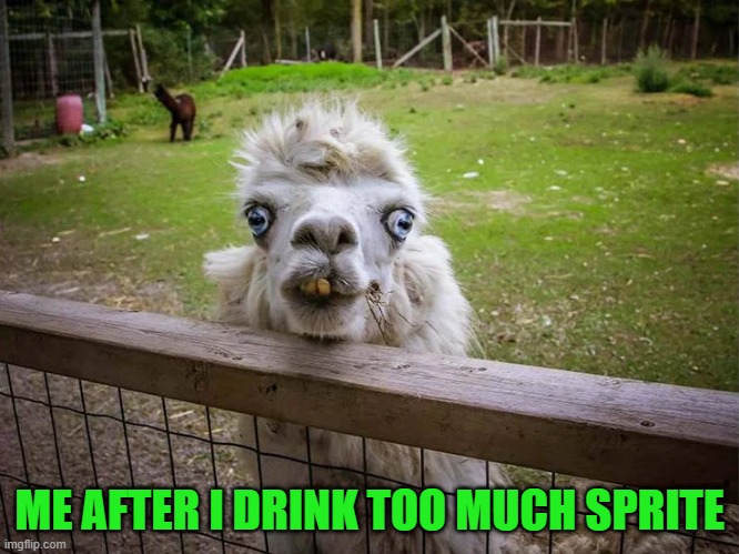 Sprite |  ME AFTER I DRINK TOO MUCH SPRITE | image tagged in llama | made w/ Imgflip meme maker
