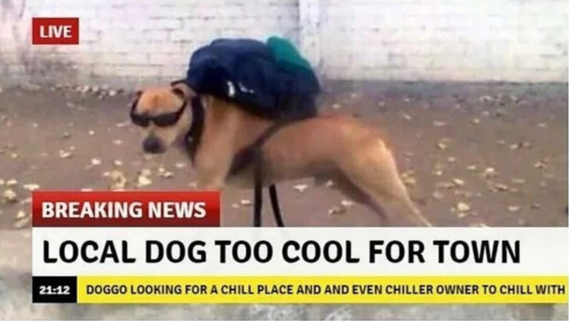 Local dog too cool for town Blank Meme Template