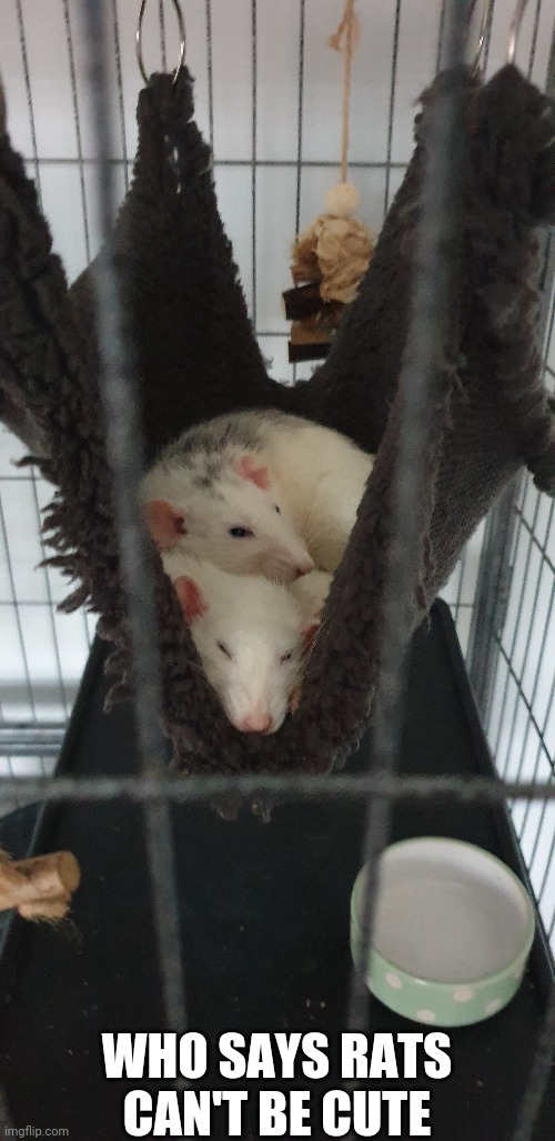 Has this changed your mind about pet rats? | WHO SAYS RATS CAN'T BE CUTE | image tagged in cute | made w/ Imgflip meme maker