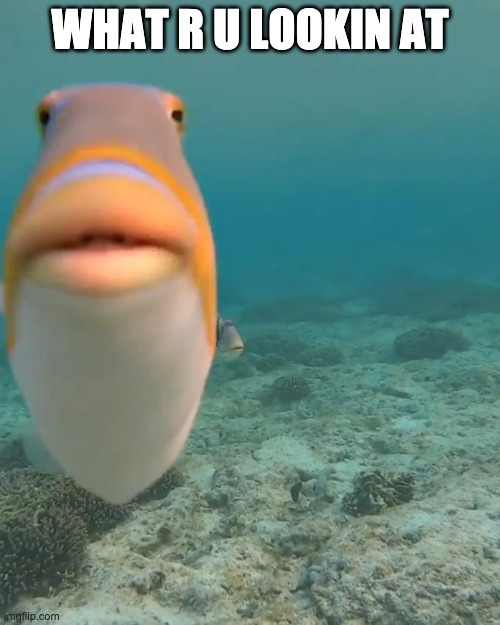 staring fish | WHAT R U LOOKIN AT | image tagged in staring fish | made w/ Imgflip meme maker