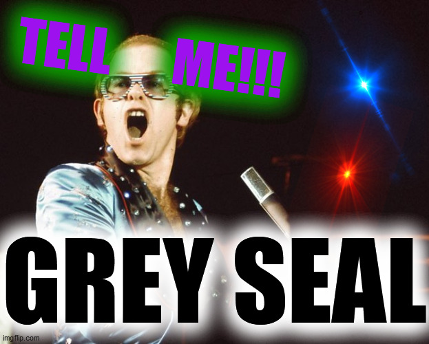 70s Elton John | TELL      ME!!! GREY SEAL | image tagged in 70s elton john | made w/ Imgflip meme maker