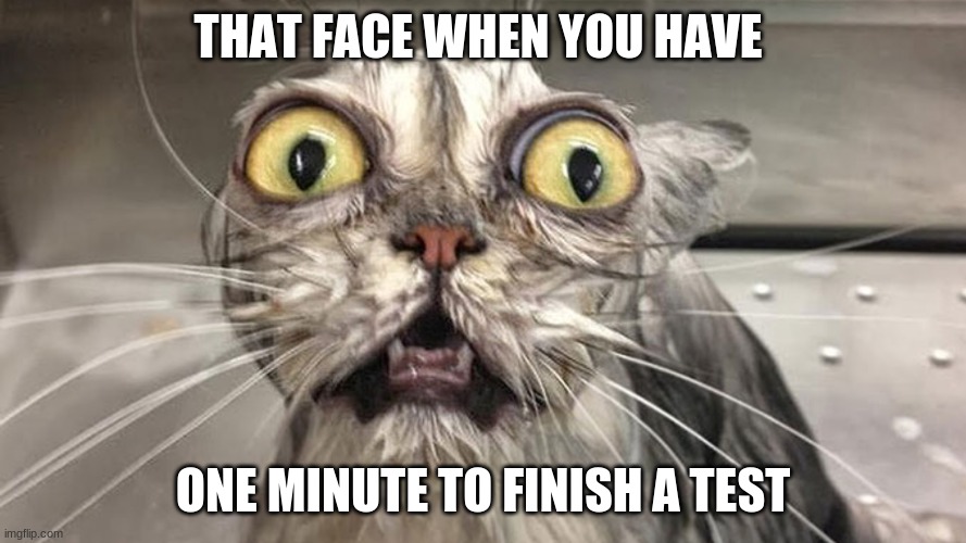 that face | THAT FACE WHEN YOU HAVE; ONE MINUTE TO FINISH A TEST | image tagged in suprised cat | made w/ Imgflip meme maker