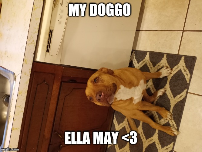 My doggo Ella May <3 (can't post in dog stream BC I don't have a verified email address lol) | MY DOGGO; ELLA MAY <3 | image tagged in doggo,dogs,cute dog,custom template | made w/ Imgflip meme maker