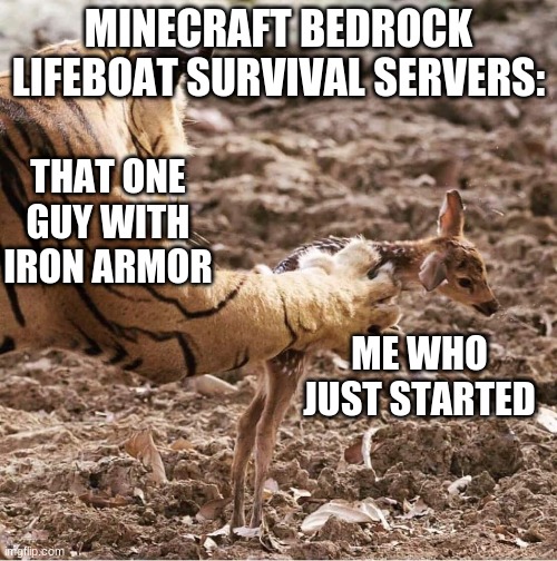 I hate when this happens... | MINECRAFT BEDROCK LIFEBOAT SURVIVAL SERVERS:; THAT ONE GUY WITH IRON ARMOR; ME WHO JUST STARTED | image tagged in tiger and deer | made w/ Imgflip meme maker