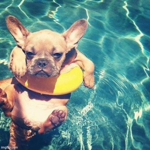 Summer is here dog pug | image tagged in summer is here dog pug | made w/ Imgflip meme maker