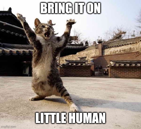 Ninja cat in stance | BRING IT ON LITTLE HUMAN | image tagged in ninja cat in stance | made w/ Imgflip meme maker