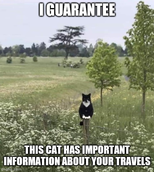 I GUARANTEE; THIS CAT HAS IMPORTANT INFORMATION ABOUT YOUR TRAVELS | image tagged in fun | made w/ Imgflip meme maker
