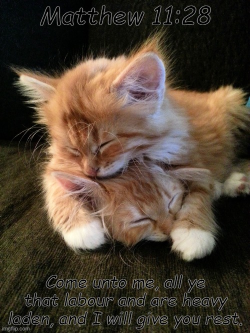 Sleeping Kittens | Matthew 11:28; Come unto me, all ye that labour and are heavy laden, and I will give you rest. | image tagged in kitten,kittens,cute kittens,abrahamic religions,christian,christianity | made w/ Imgflip meme maker