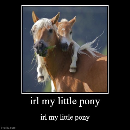 image tagged in funny,demotivationals,irl my little pony,horse | made w/ Imgflip demotivational maker