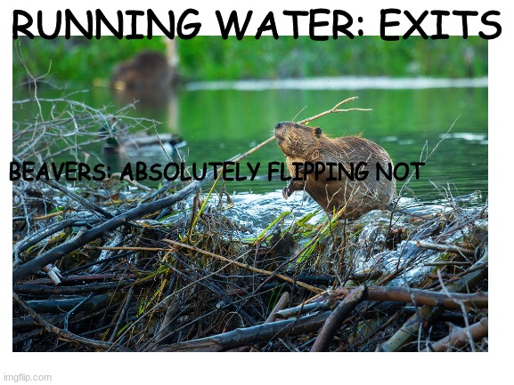 lol | RUNNING WATER: EXITS; BEAVERS: ABSOLUTELY FLIPPING NOT | image tagged in yeet,this,tag | made w/ Imgflip meme maker