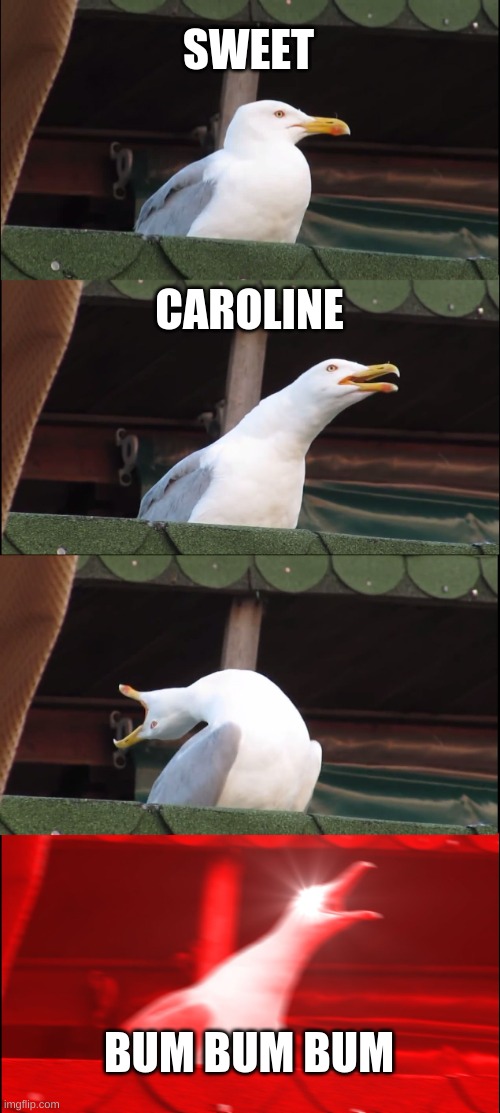 Inhaling Seagull Meme | SWEET; CAROLINE; BUM BUM BUM | image tagged in memes,inhaling seagull | made w/ Imgflip meme maker