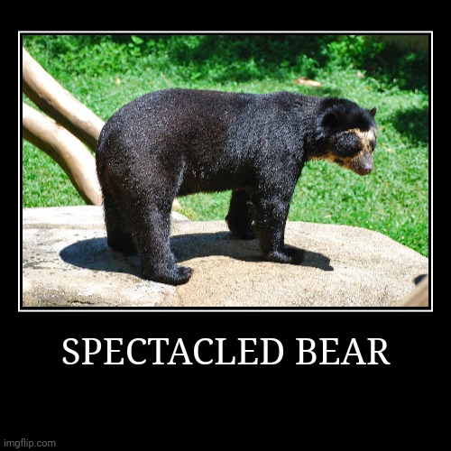 Spectacled Bear | image tagged in demotivationals,bear | made w/ Imgflip demotivational maker