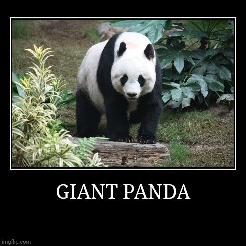 Giant Panda | image tagged in demotivationals,panda | made w/ Imgflip demotivational maker
