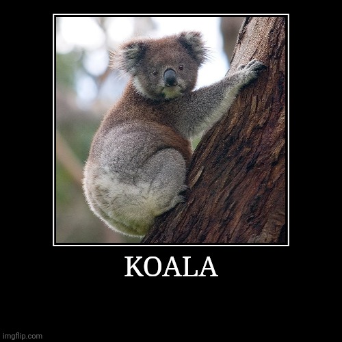 Koala | image tagged in demotivationals,koala | made w/ Imgflip demotivational maker