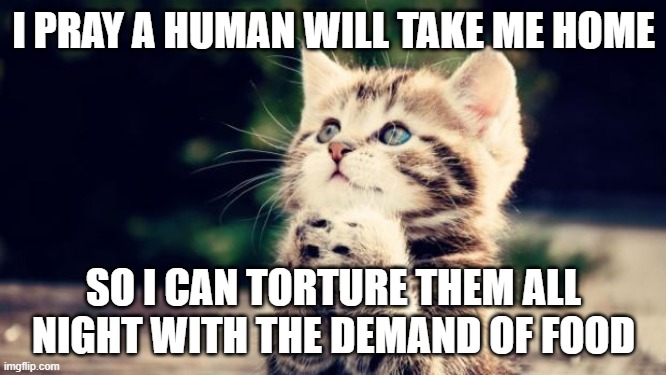 Cute kitten | I PRAY A HUMAN WILL TAKE ME HOME; SO I CAN TORTURE THEM ALL NIGHT WITH THE DEMAND OF FOOD | image tagged in cute kitten | made w/ Imgflip meme maker