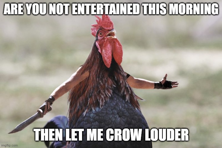 Gladiator Rooster | ARE YOU NOT ENTERTAINED THIS MORNING; THEN LET ME CROW LOUDER | image tagged in gladiator rooster | made w/ Imgflip meme maker