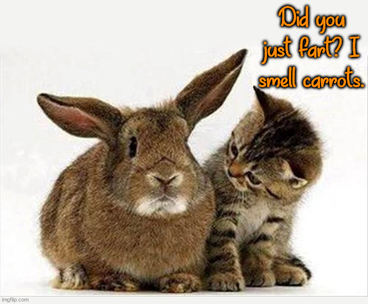 Did you just fart? I smell carrots. | image tagged in bunnies | made w/ Imgflip meme maker