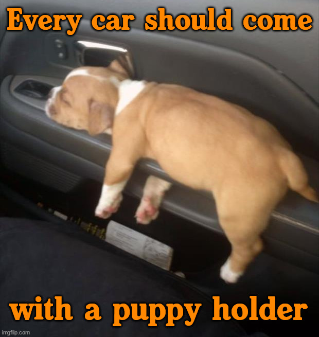 Every car should come; with a puppy holder | image tagged in dogs | made w/ Imgflip meme maker