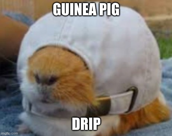 guinea pig drip |  GUINEA PIG; DRIP | image tagged in he do have drip tho | made w/ Imgflip meme maker