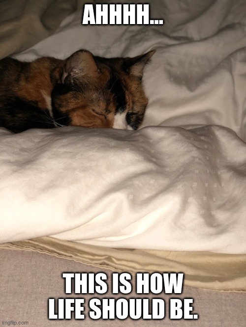 This is how life should be. | AHHHH... THIS IS HOW LIFE SHOULD BE. | image tagged in kitty sleeping,luxury,lolcats,cuteness overload | made w/ Imgflip meme maker