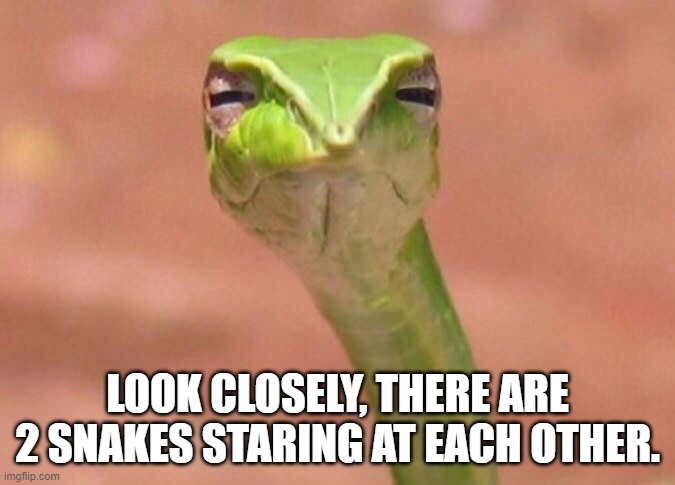 Like a snake, you can't blink | LOOK CLOSELY, THERE ARE 2 SNAKES STARING AT EACH OTHER. | image tagged in skeptical snake,snake | made w/ Imgflip meme maker