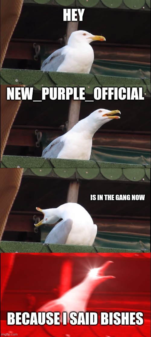 XD | HEY; NEW_PURPLE_OFFICIAL; IS IN THE GANG NOW; BECAUSE I SAID BISHES | image tagged in memes,inhaling seagull | made w/ Imgflip meme maker