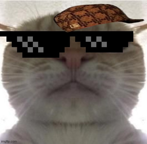 cat got it going on | image tagged in burn kitty | made w/ Imgflip meme maker