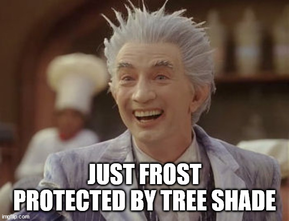 Jack Frost Winter | JUST FROST PROTECTED BY TREE SHADE | image tagged in jack frost winter | made w/ Imgflip meme maker