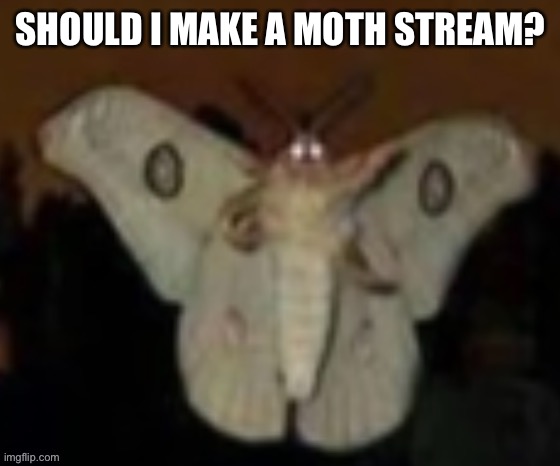 The Möth | SHOULD I MAKE A MOTH STREAM? | image tagged in the m th | made w/ Imgflip meme maker