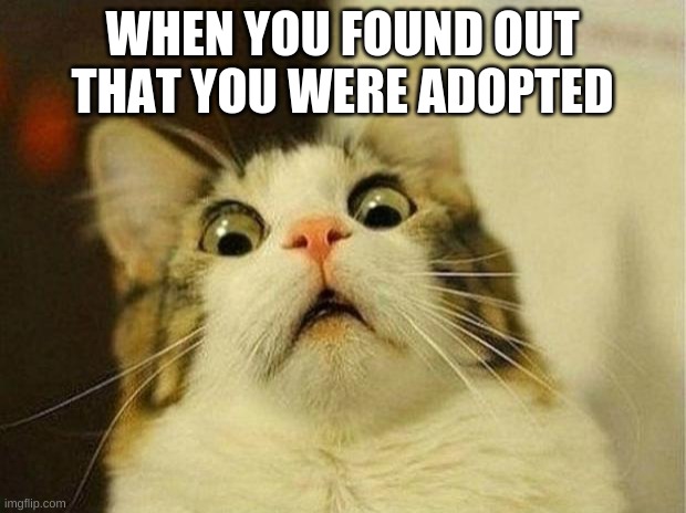 Shocked cat | WHEN YOU FOUND OUT THAT YOU WERE ADOPTED | image tagged in memes,scared cat | made w/ Imgflip meme maker