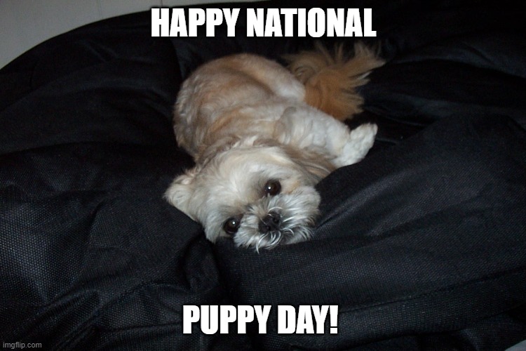 Happy National Puppy Day | HAPPY NATIONAL; PUPPY DAY! | image tagged in national puppy day,puppy,adorable | made w/ Imgflip meme maker
