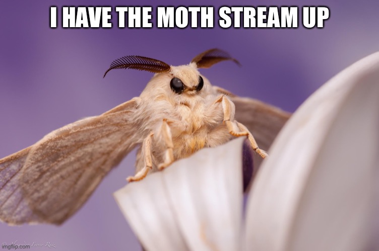 outraged moth | I HAVE THE MOTH STREAM UP | image tagged in outraged moth | made w/ Imgflip meme maker