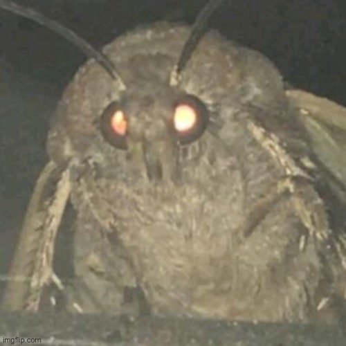 Lamp Moth | image tagged in lamp moth | made w/ Imgflip meme maker