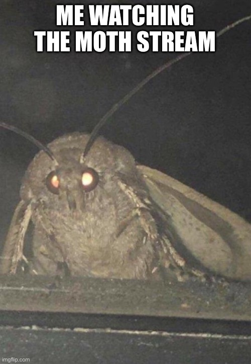 Moth | ME WATCHING THE MOTH STREAM | image tagged in moth | made w/ Imgflip meme maker