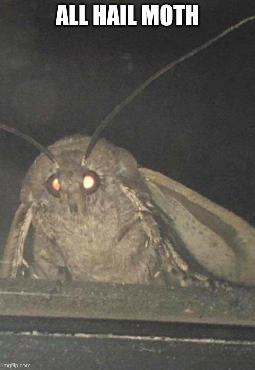 moth is cool | ALL HAIL MOTH | image tagged in moth | made w/ Imgflip meme maker
