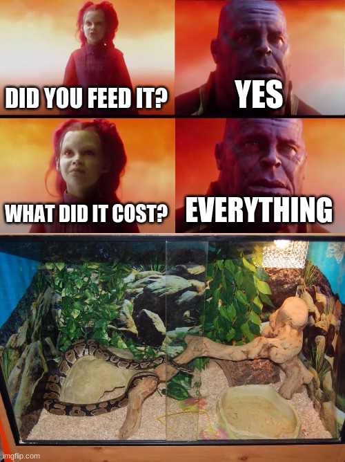 when you like snakes and rodents |  DID YOU FEED IT? YES; WHAT DID IT COST? EVERYTHING | image tagged in thanos what did it cost,snake,rodent | made w/ Imgflip meme maker
