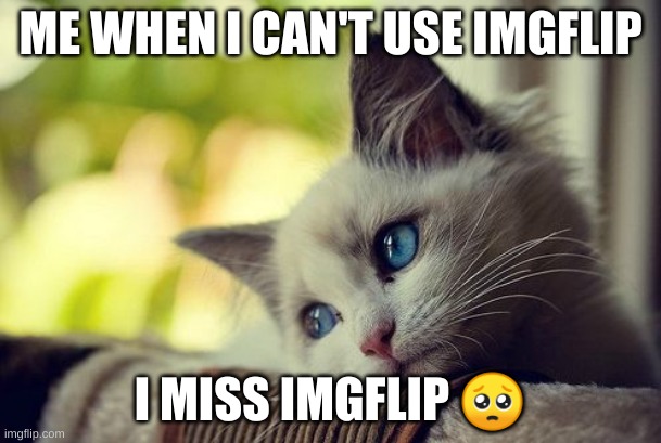 First World Problems Cat | ME WHEN I CAN'T USE IMGFLIP; I MISS IMGFLIP 🥺 | image tagged in memes,first world problems cat | made w/ Imgflip meme maker