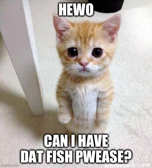 Cute Cat | HEWO; CAN I HAVE DAT FISH PWEASE? | image tagged in memes,cute cat | made w/ Imgflip meme maker