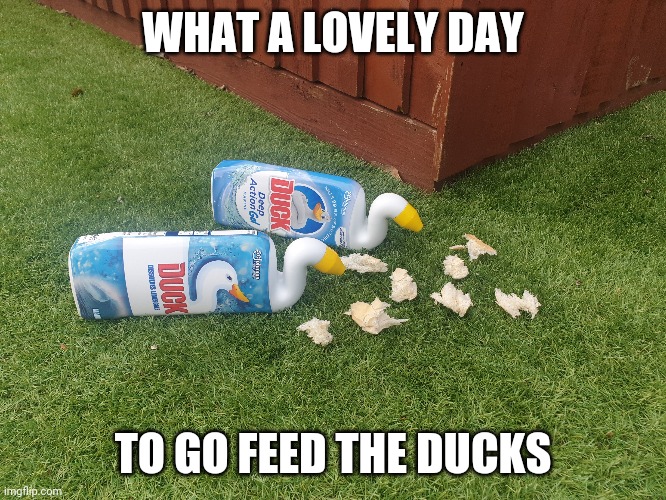 Feeding the ducks | WHAT A LOVELY DAY; TO GO FEED THE DUCKS | image tagged in funny memes | made w/ Imgflip meme maker