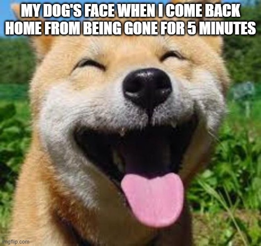 I'm like him though | MY DOG'S FACE WHEN I COME BACK HOME FROM BEING GONE FOR 5 MINUTES | image tagged in memes,happy dog,dog meme | made w/ Imgflip meme maker
