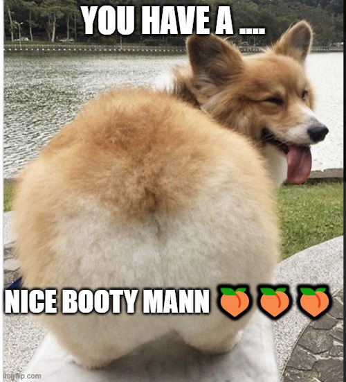 Corgi Butt | YOU HAVE A .... NICE BOOTY MANN 🍑🍑🍑 | image tagged in corgi butt | made w/ Imgflip meme maker