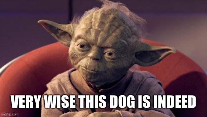 Yoda Wisdom | VERY WISE THIS DOG IS INDEED | image tagged in yoda wisdom | made w/ Imgflip meme maker