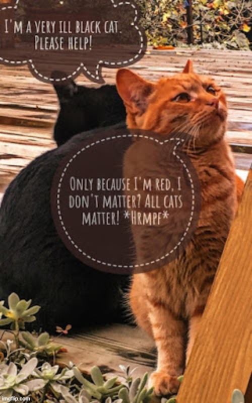 Do all cats matter? | image tagged in blm,racism,lolcats,black lives matter | made w/ Imgflip meme maker