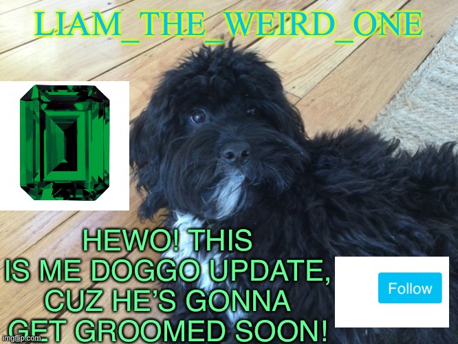 yeeeeeee | LIAM_THE_WEIRD_ONE; HEWO! THIS IS ME DOGGO UPDATE, CUZ HE’S GONNA GET GROOMED SOON! | image tagged in doggo,my doggo | made w/ Imgflip meme maker