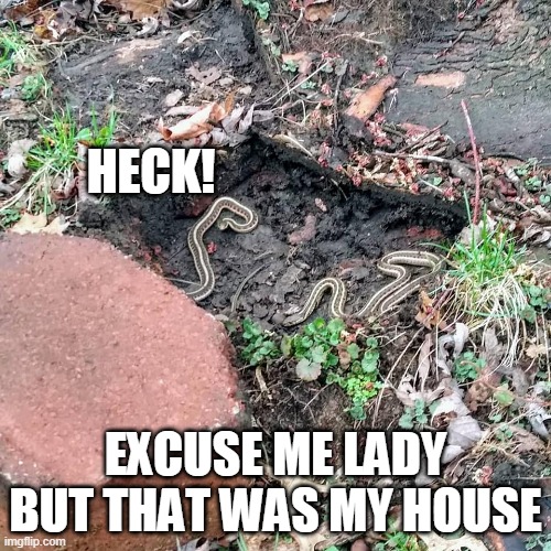 Heck Snek | HECK! EXCUSE ME LADY BUT THAT WAS MY HOUSE | image tagged in heck,snake,snek,angry snake,angry snek,mad snake | made w/ Imgflip meme maker